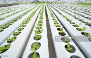 Hydroponics and Aquaponics Farming