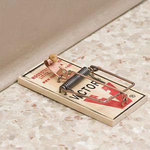 Best Mouse Traps