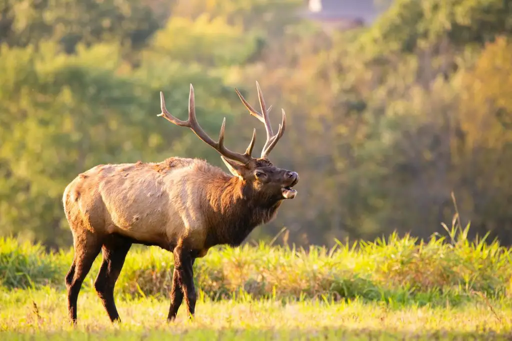 elk hunting