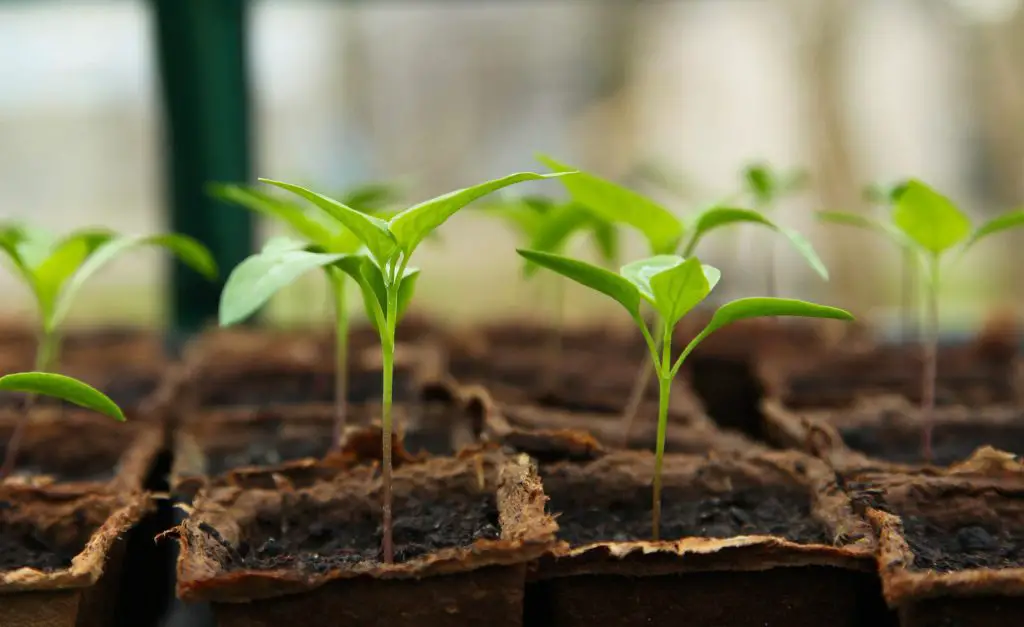 Hydroponics and Aquaponics Farming